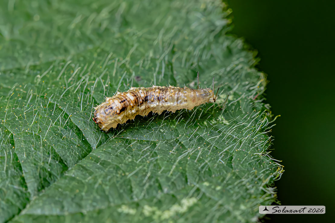 Episyrphus balteatus: Marmalade hoverfly